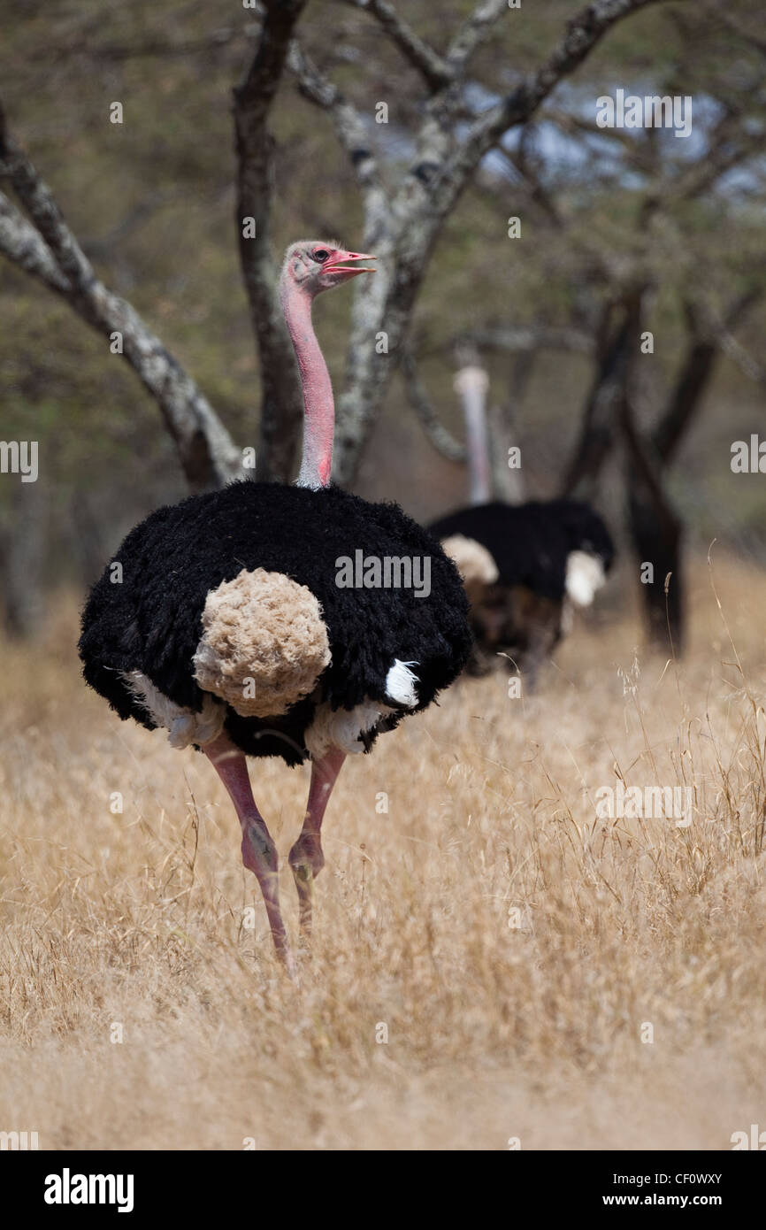 Strauß (Struthio Camelus). Blick hinter umzudrehen Kopf. Äthiopien. Größte Unterart. Stockfoto