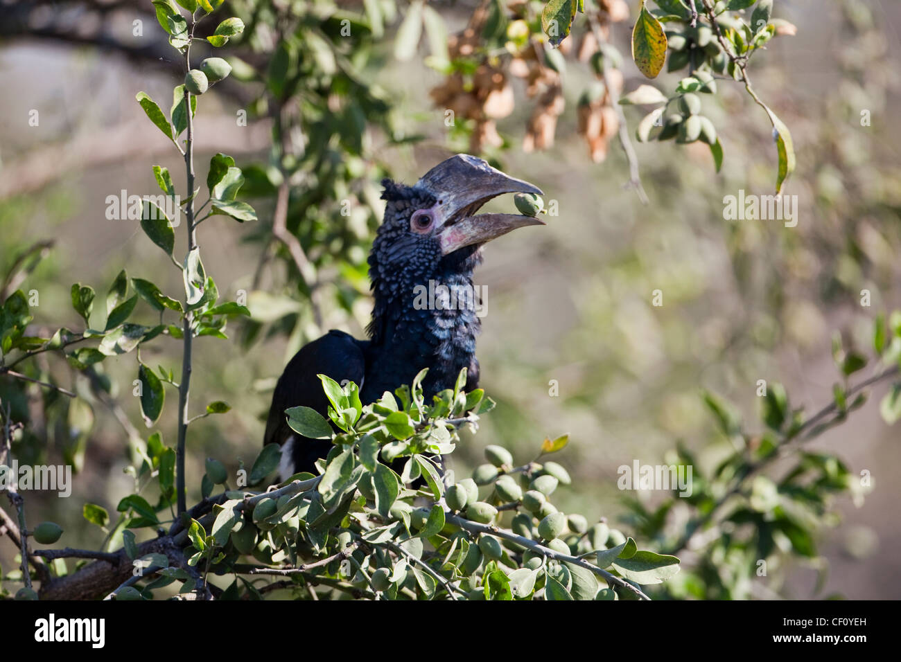 Silbrig-cheeked Hornbill (Bycanistes Brevis). Weibliche Auswahl eine Frucht in einem Feigenbaum (Ficus sp.). Äthiopien. Stockfoto