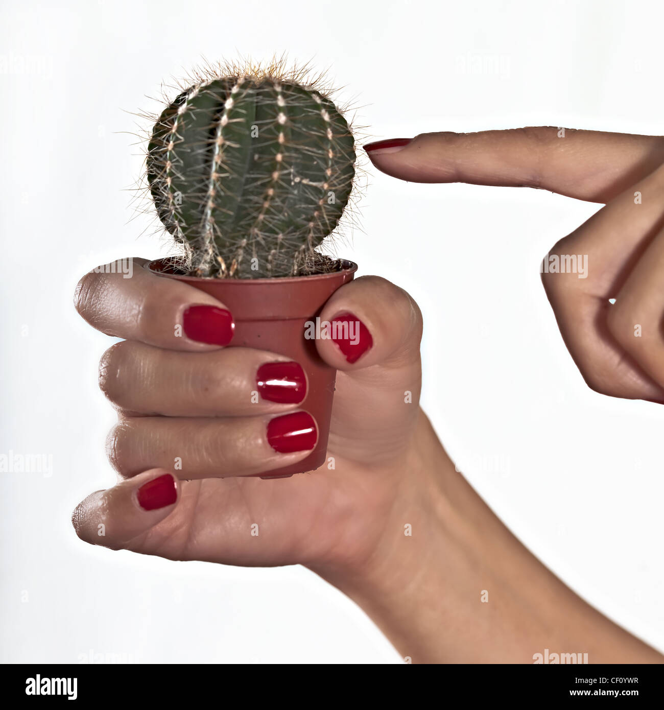 Finger einer Frau berührt einen Kaktus Stockfoto