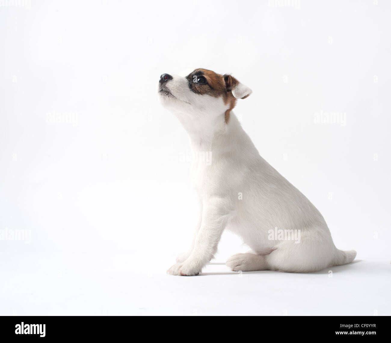 Jack Russell Welpen nachschlagen Stockfoto