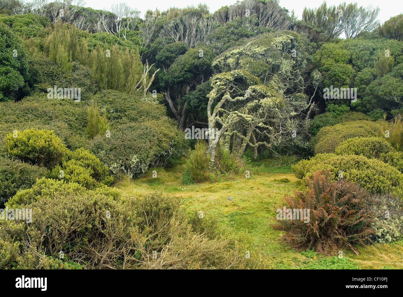 Rata Wald, Auckland Island Nature Reserve, Enderby Insel in der Auckland-Inseln, Neuseeland subantarktischen Inseln Stockfoto