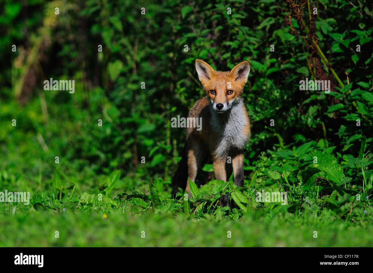 Eine Rotfuchs Cub UK Stockfoto