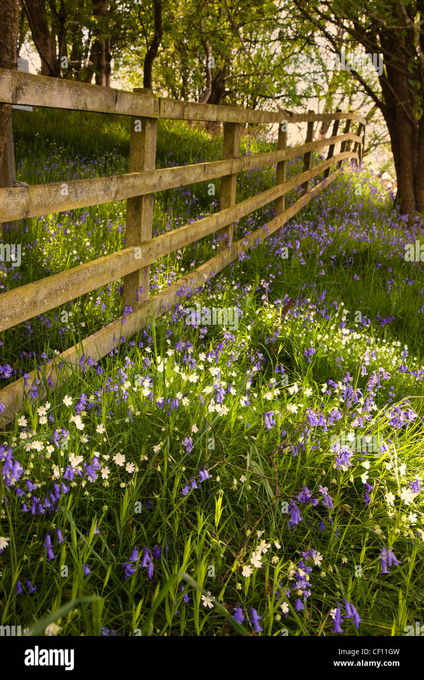 Lila Wildblumen und einen hölzernen Zaun; Northumberland, England Stockfoto
