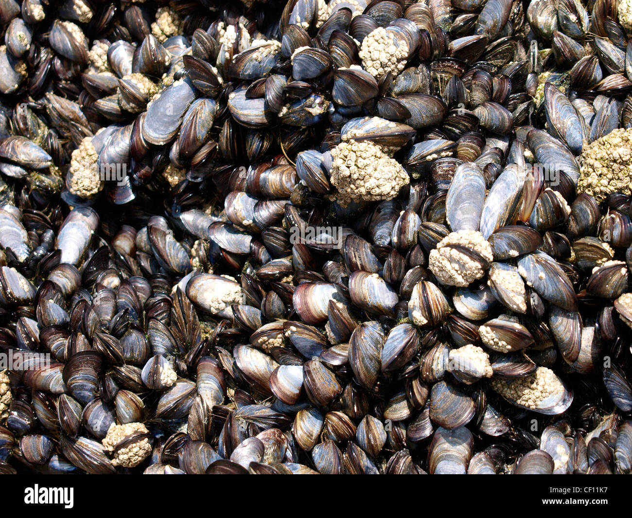 Muscheln, UK Stockfoto