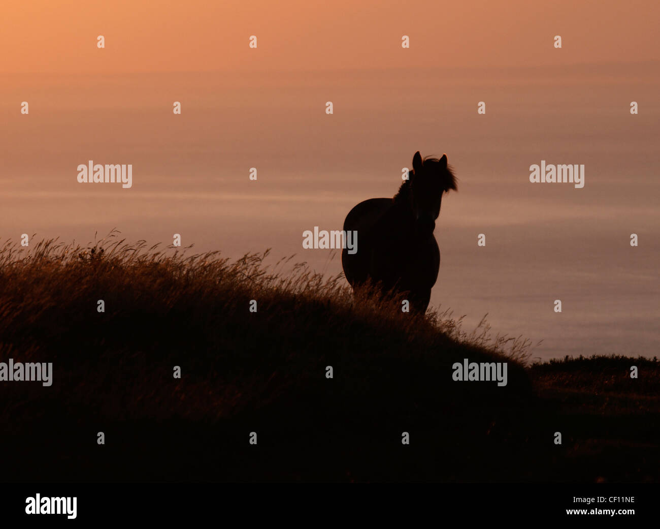 Silhouette von einem Exmoor Pony bei Sonnenuntergang, Devon, UK Stockfoto