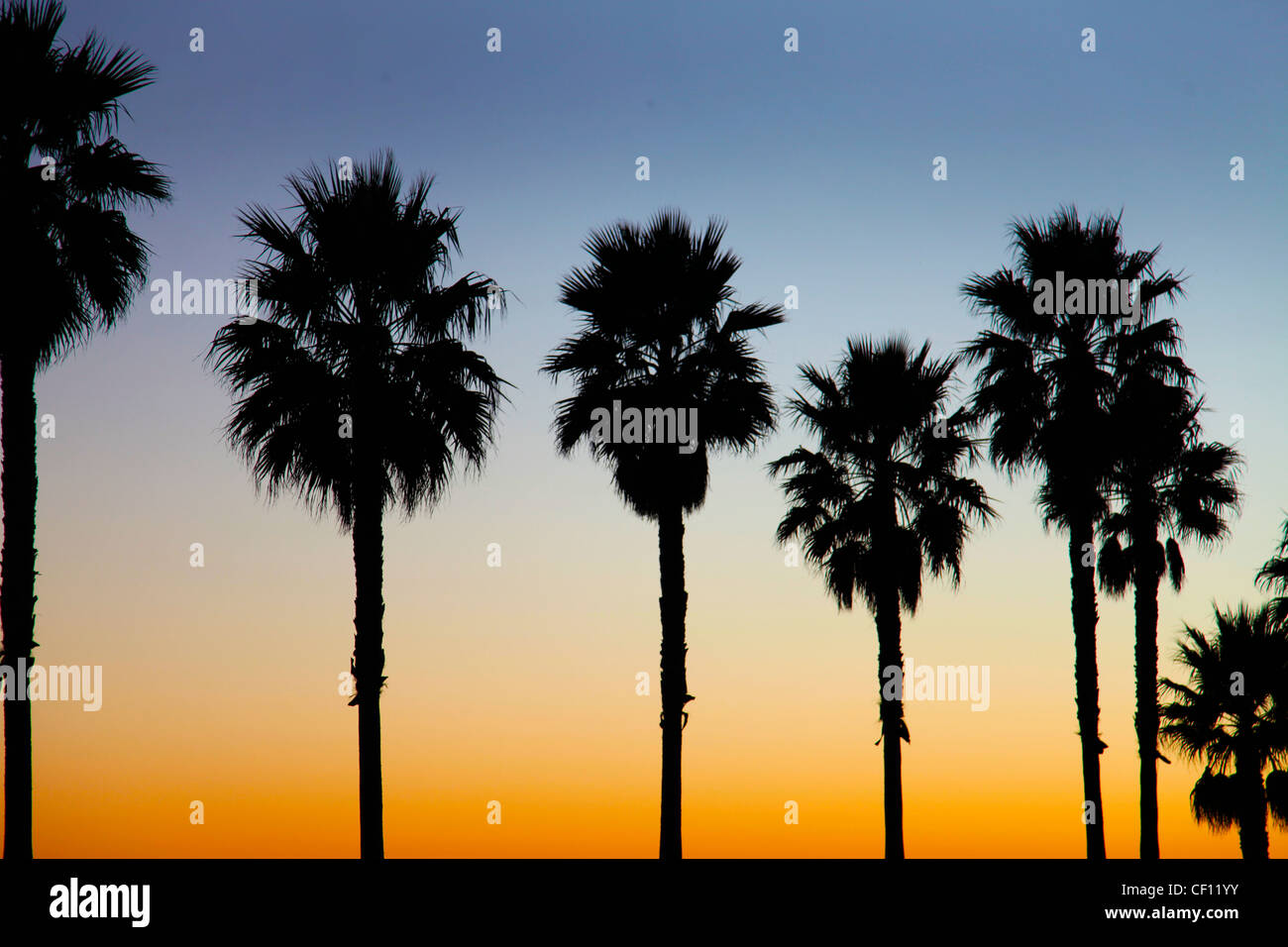 PALM TREES, KALIFORNIEN, USA Stockfoto