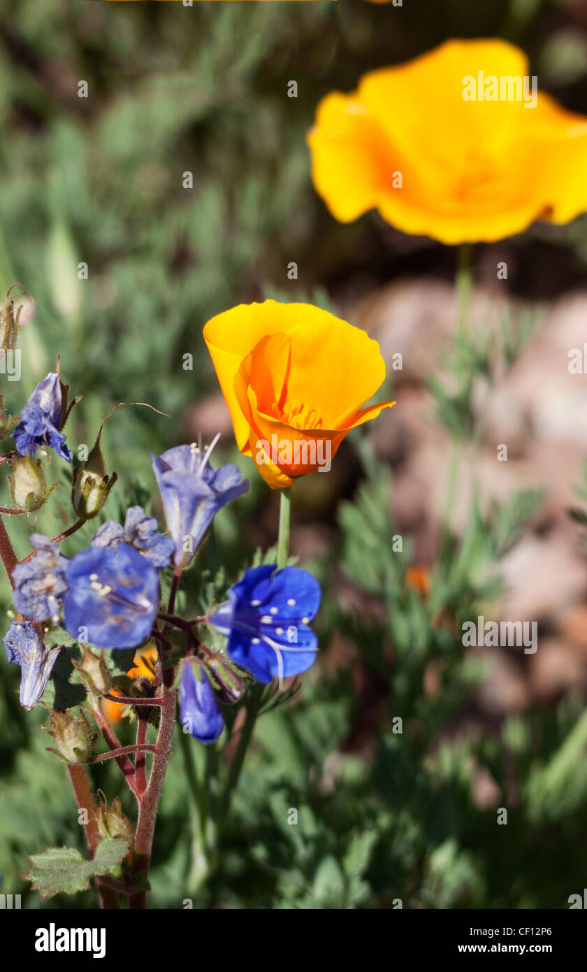 Orange Mohn markieren die Wüste in voller Blüte; Mittelpunkt fest Einzel-, Orange Mohn. Stockfoto