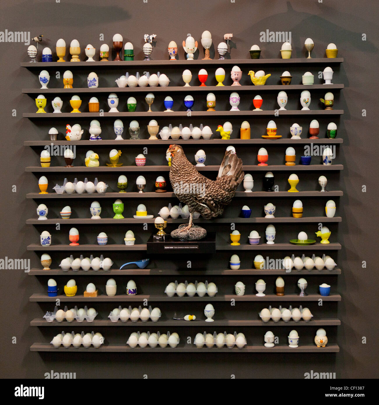 Huhn-Display mit Eiern, Natturusetrid Husabakka Vogel Museum, Svarfadardalur Island Stockfoto