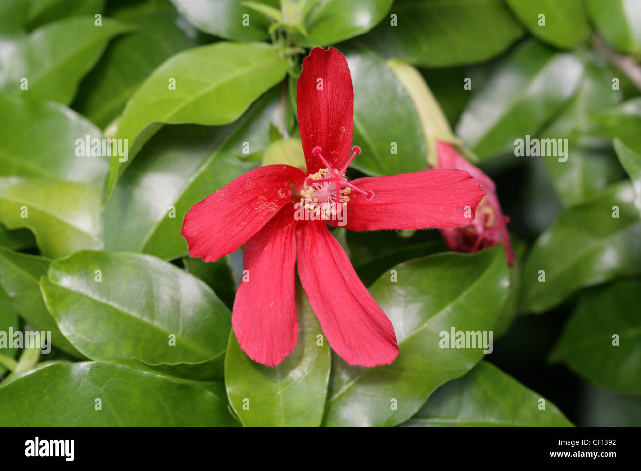 Clays Hibiskus, rot Kauai Rosemallow Hibiscus Clayi, Malvaceae. Hawaii. Aka Tone Hibiskus. Vom Aussterben bedrohte Arten. Stockfoto