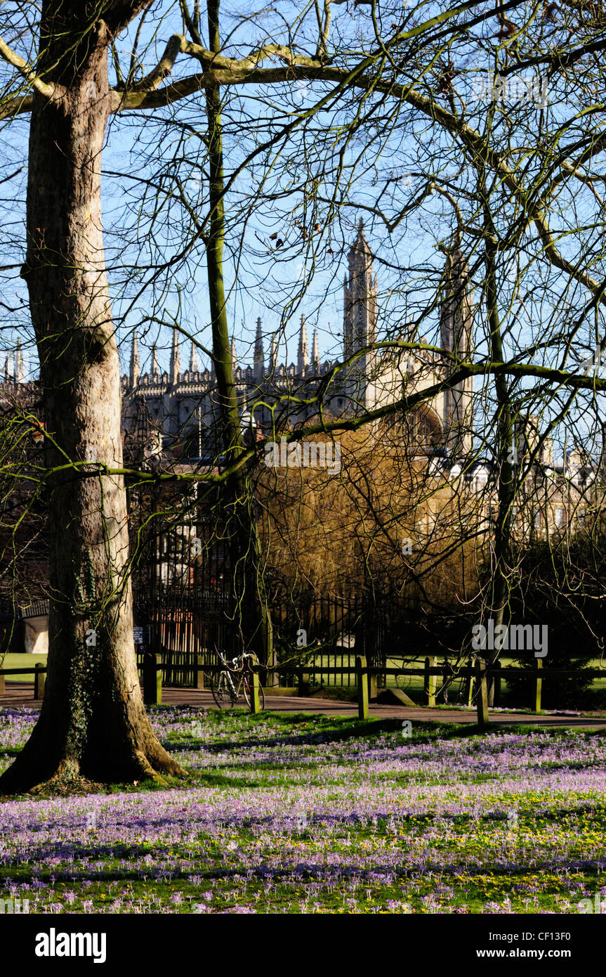 Kings College Chapel im zeitigen Frühjahr, Cambridge, England, UK Stockfoto