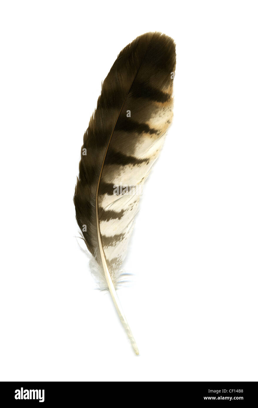 Waldkauz oder Holz Eule Flügel Feder, Strix Aluco Sylvatica, leptogrammica. Stockfoto