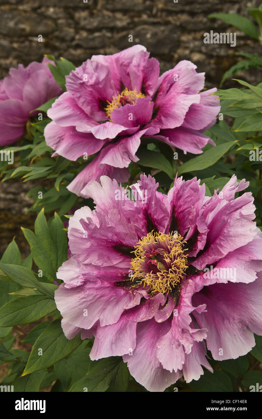 Blumen Mit Grossen Rosa Bluten Thomastown County Kilkenny Irland Stockfotografie Alamy