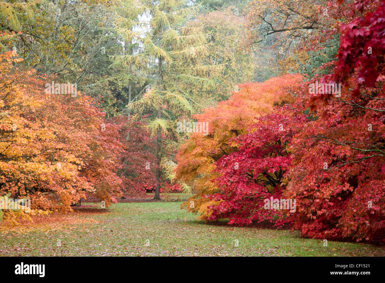 Bäume in herbstlichen Farben in The National Arboretum im Westonbirt Arboretum Stockfoto