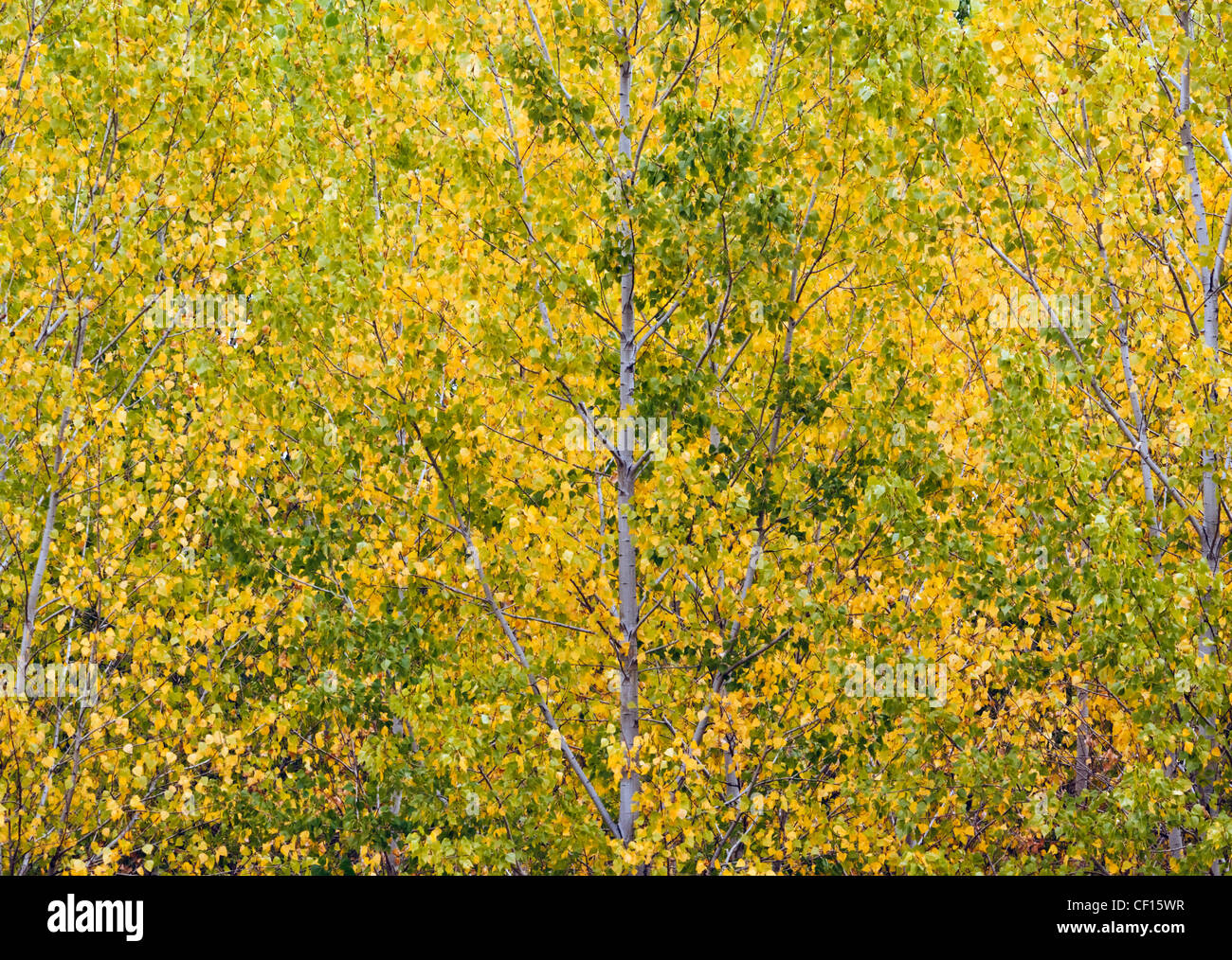 Herbstliche Bäume in der Nähe von Carboneras de Guadazaón, Cuenca Provinz, Region Kastilien-La Mancha, Spanien Stockfoto