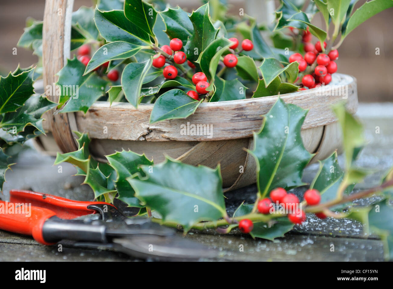Sammeln von Holly für Weihnachtsdekoration, Trug der Stechpalme mit roten Beeren und Gartenschere, England, Dezember Stockfoto