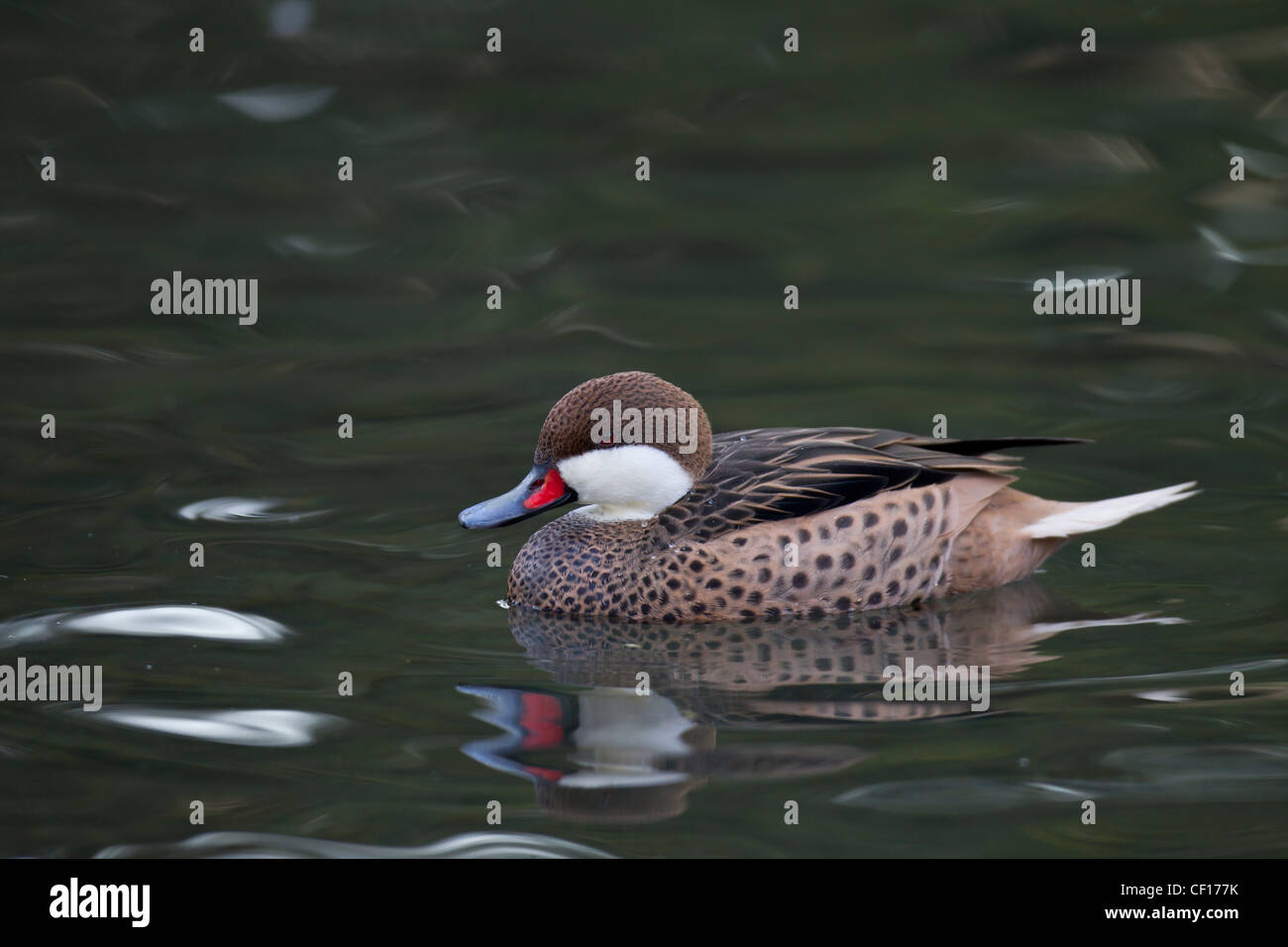 Anas Bahamensis Bahama Pintail Bahamaente Stockfoto