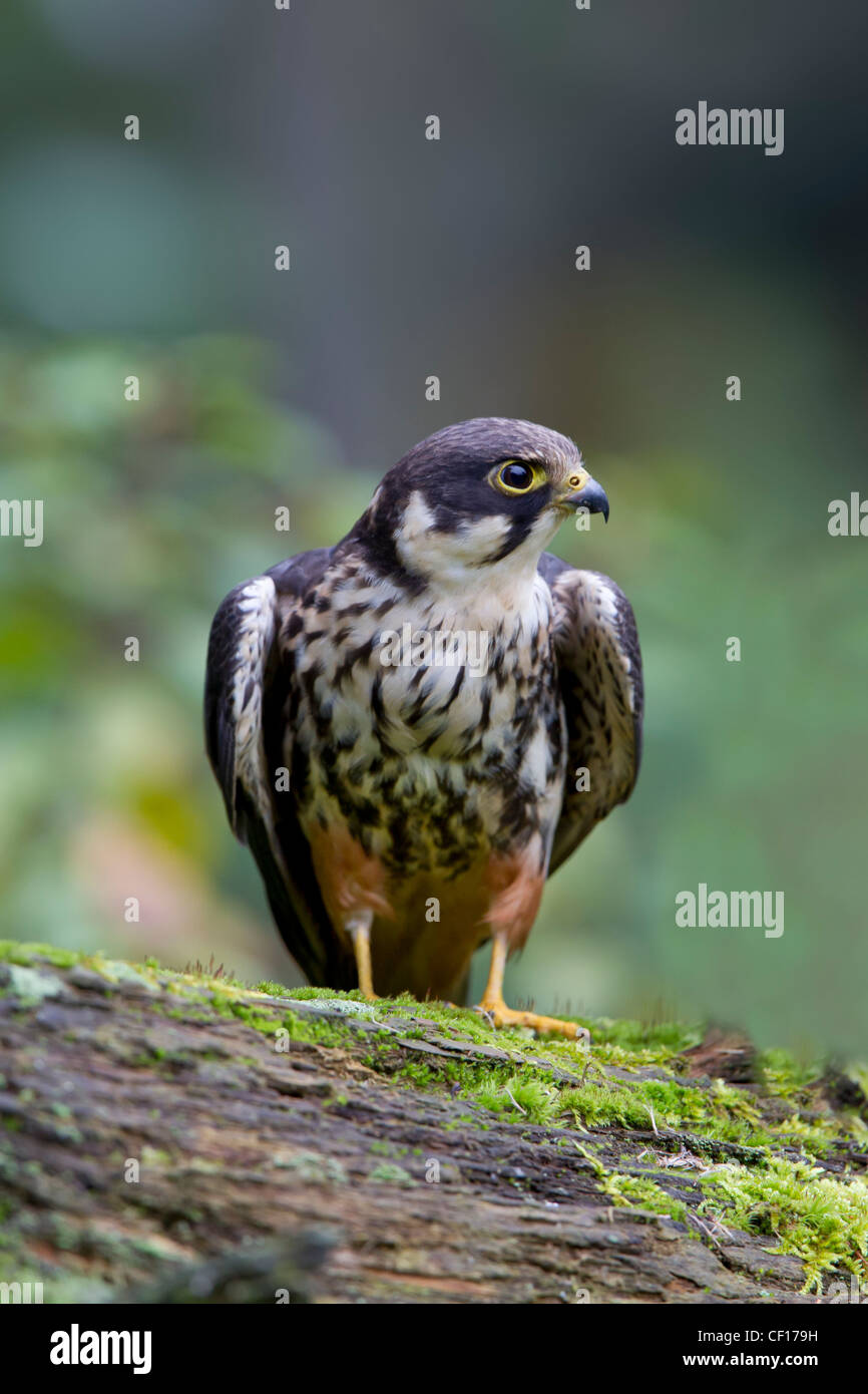 Eurasian Hobby Falco Subbuteo Baumfalke Falke Stockfoto
