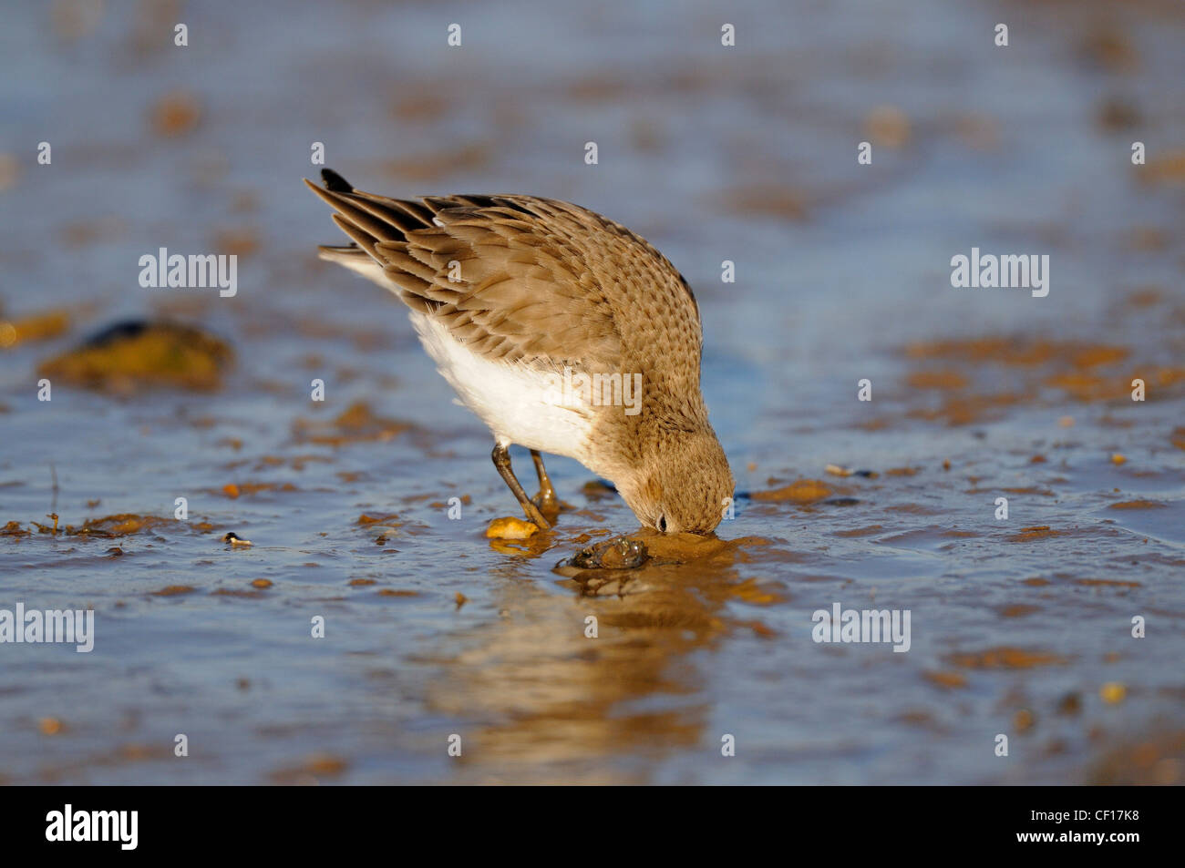 Alpenstrandläufer Calidris Alpina, sondieren tief für Wirbellose in intertidal Schlamm Stockfoto