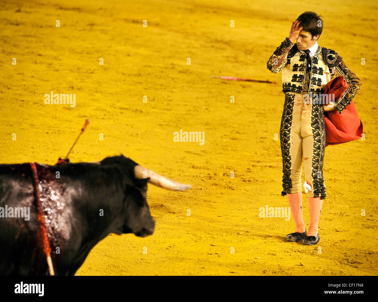 Das Gesicht zwischen verwundeten und blutenden Stier und Matador während des traditionellen spanischen Stierkampfes Stockfoto