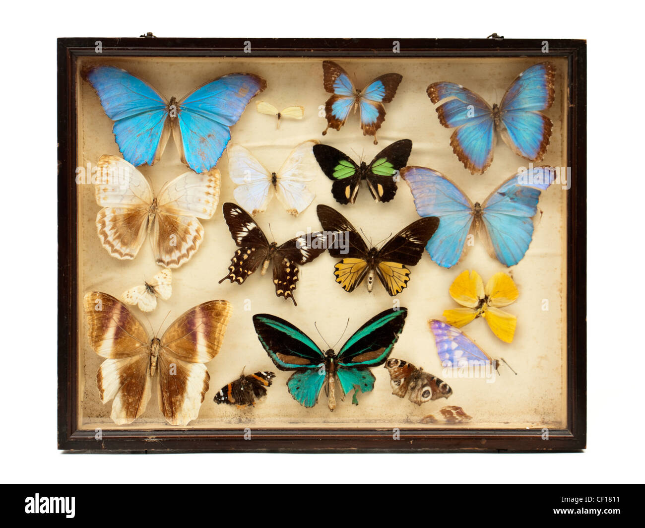 Antike Vitrine mit Schmetterlingen / Motten Stockfoto