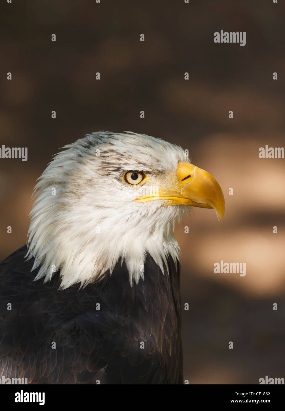 Weißkopf-Seeadler. Haliaeetus Leucocephalus. Stockfoto