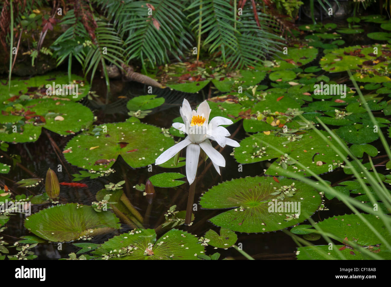 Ivy House Restaurant Teich und den Garten im Alachua Florida Stockfoto