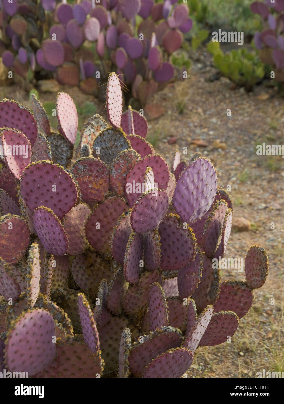 Arizona-Landschaft Stockfoto