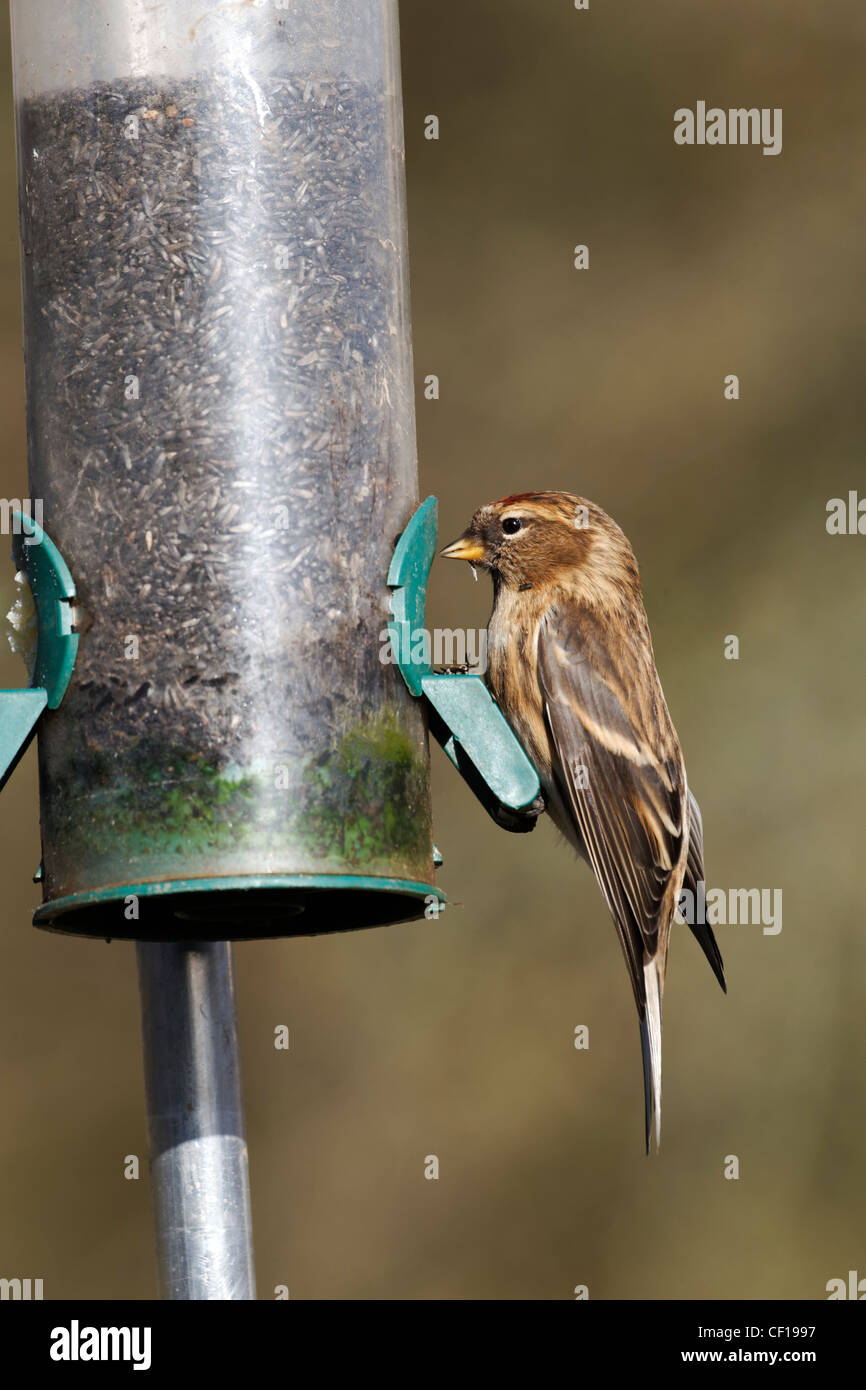 Geringerem Redpoll, Zuchtjahr Kabarett, einziger Vogel auf Niger Samen Feeder, Warwickshire, Februar 2012 Stockfoto
