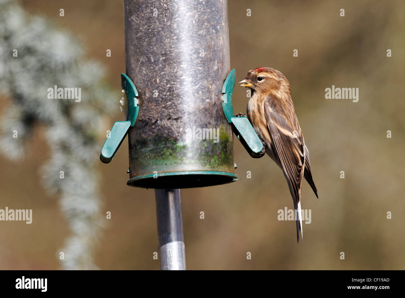 Geringerem Redpoll, Zuchtjahr Kabarett, einziger Vogel auf Niger Samen Feeder, Warwickshire, Februar 2012 Stockfoto