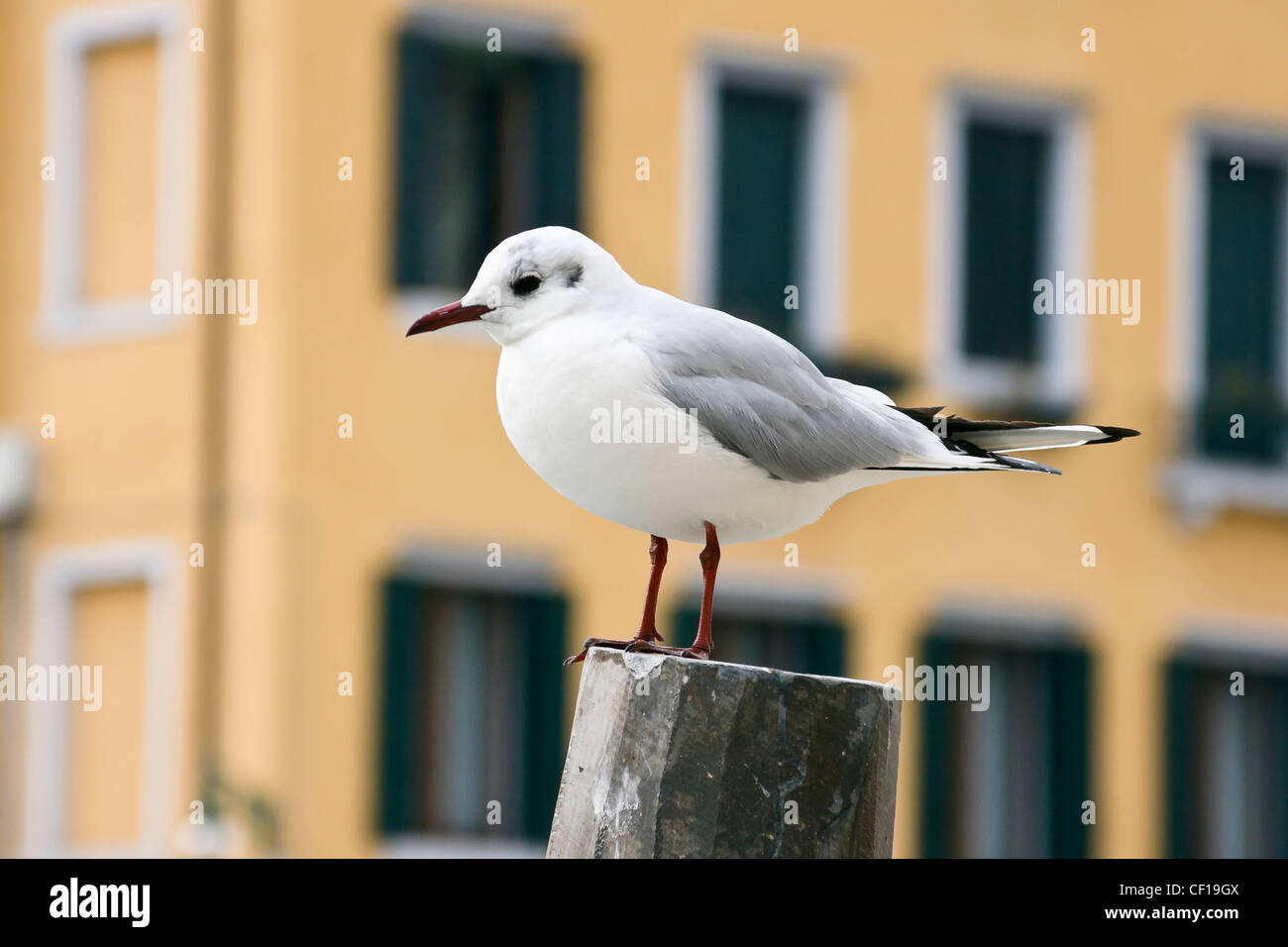 Möwe stehend auf einem hölzernen Pfosten - Venedig, Venezia, Italien, Europa Stockfoto