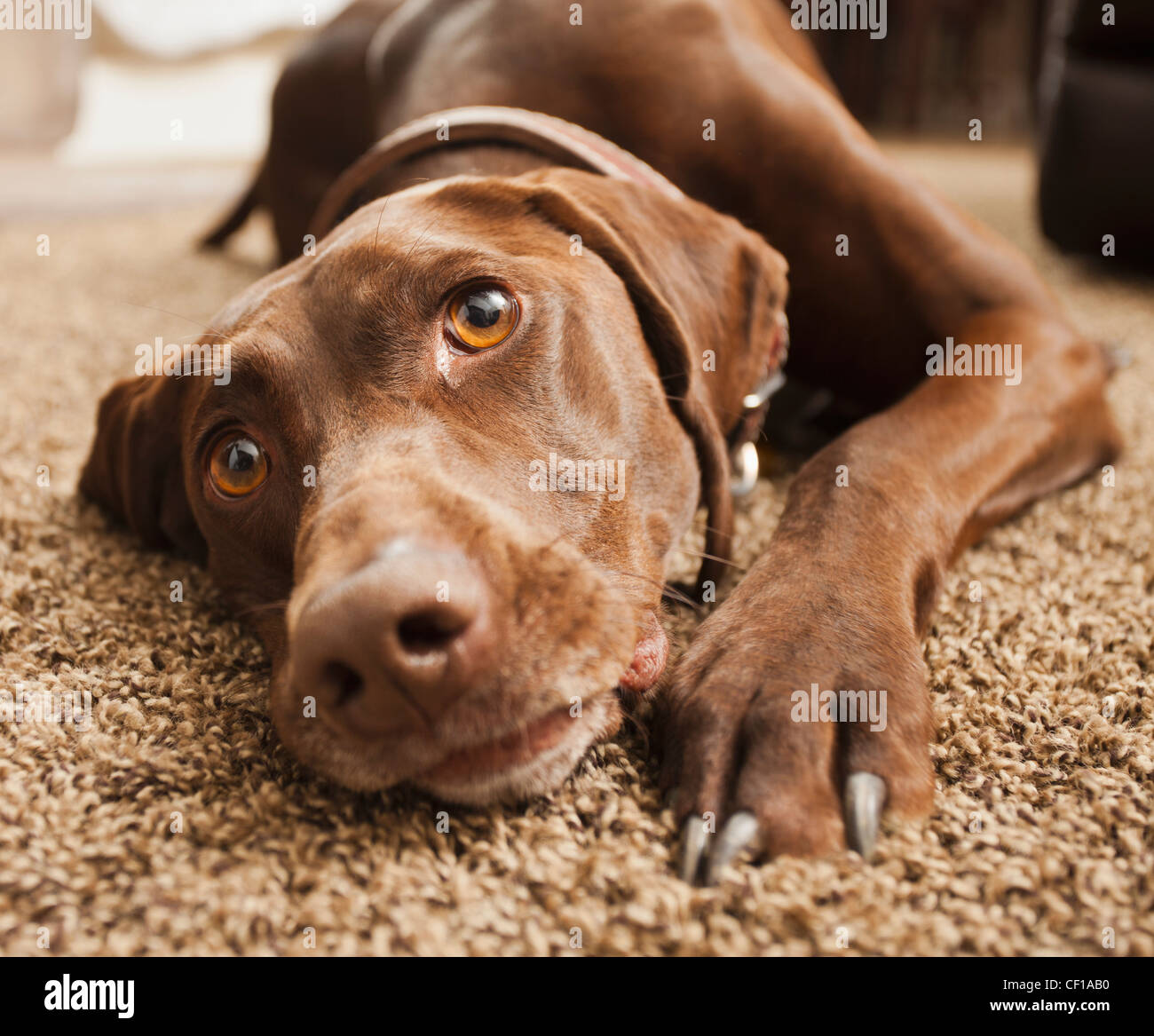 Nahaufnahme des Hundes auf Boden Stockfoto