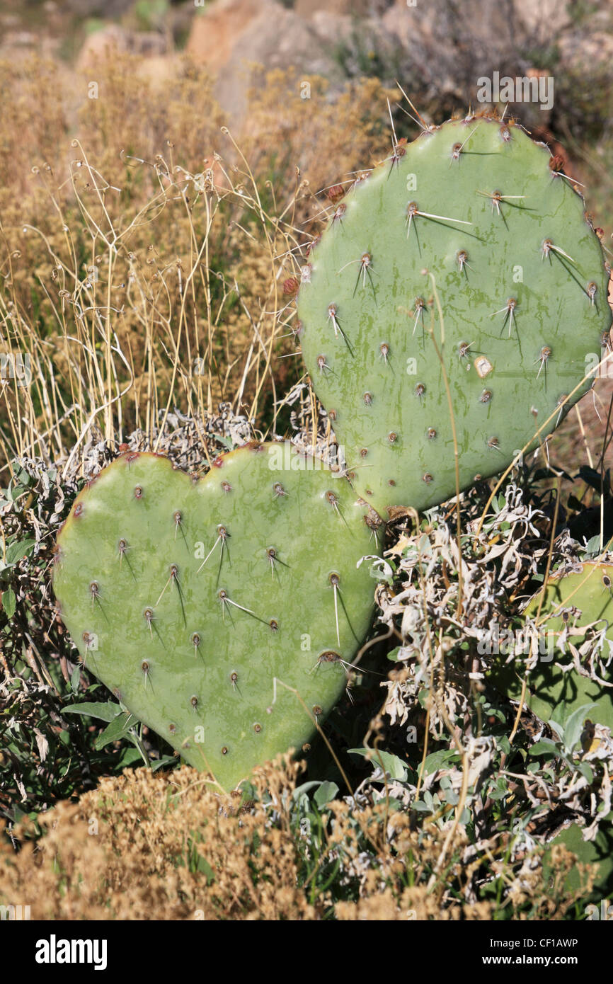 Prickly Pear Cactus Pad in Herzform Stockfoto