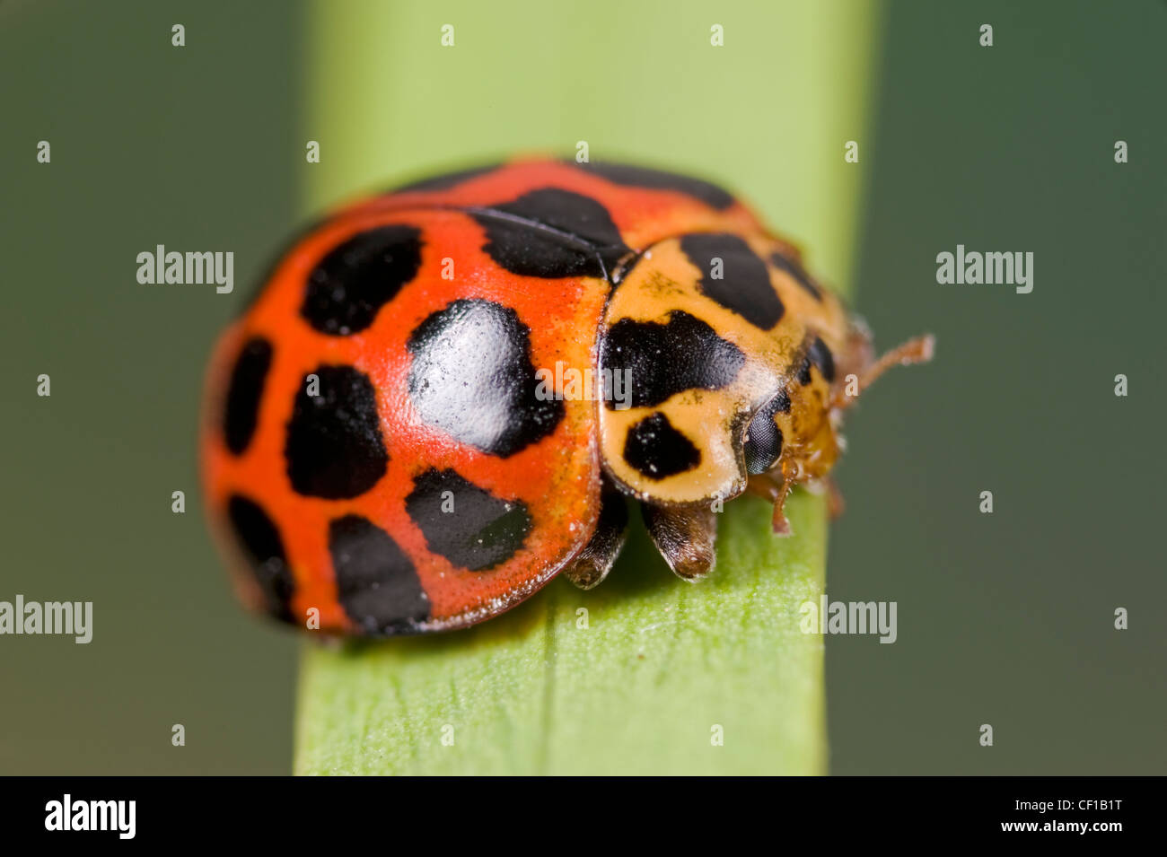 Gemeinsame gefleckte Marienkäfer, ein gemeinsames australischen Insekt Raubtier. Stockfoto