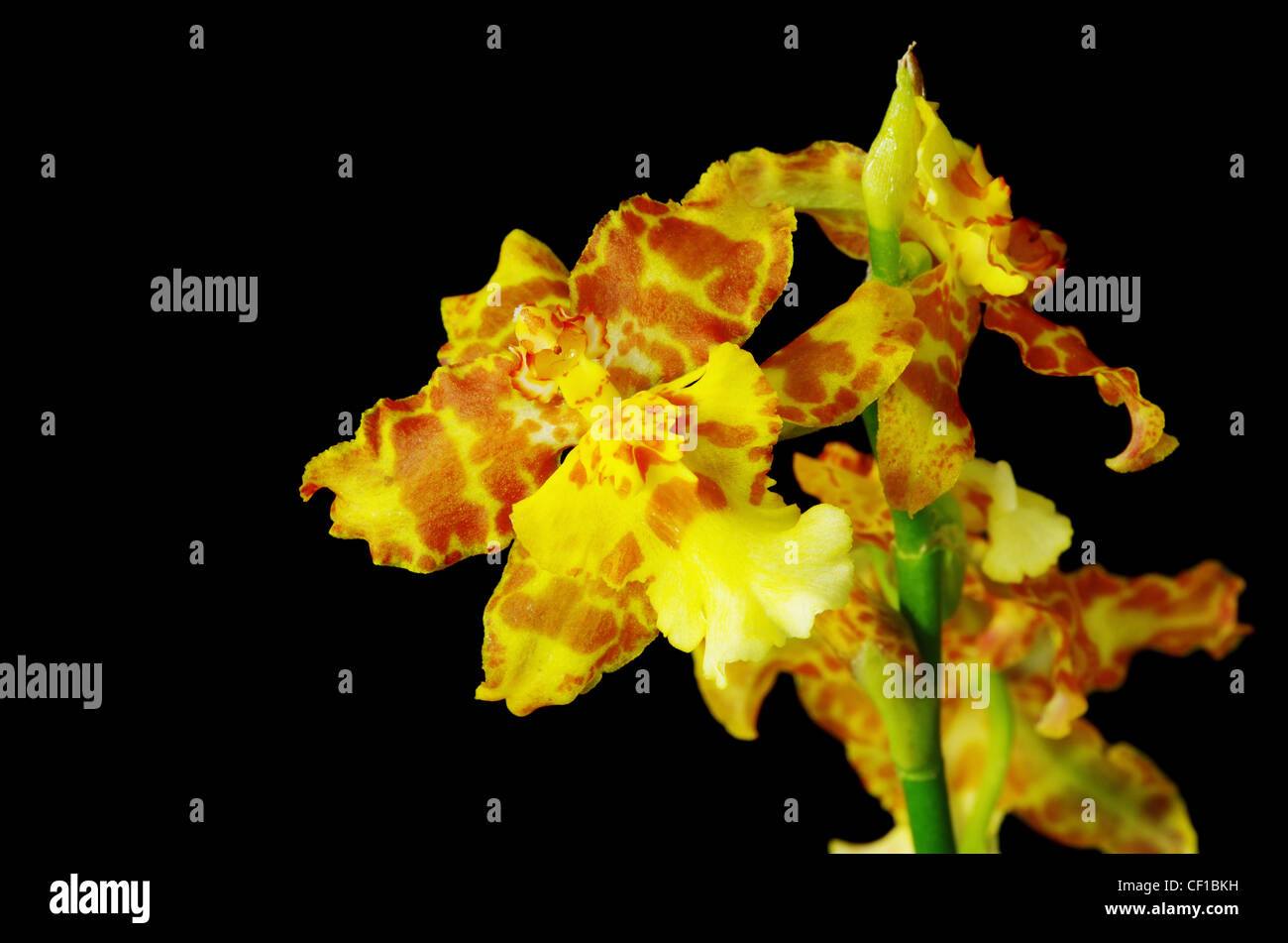 gelb und orange braun Gattungshybride Orchidee Blume auf schwarzem Hintergrund Stockfoto