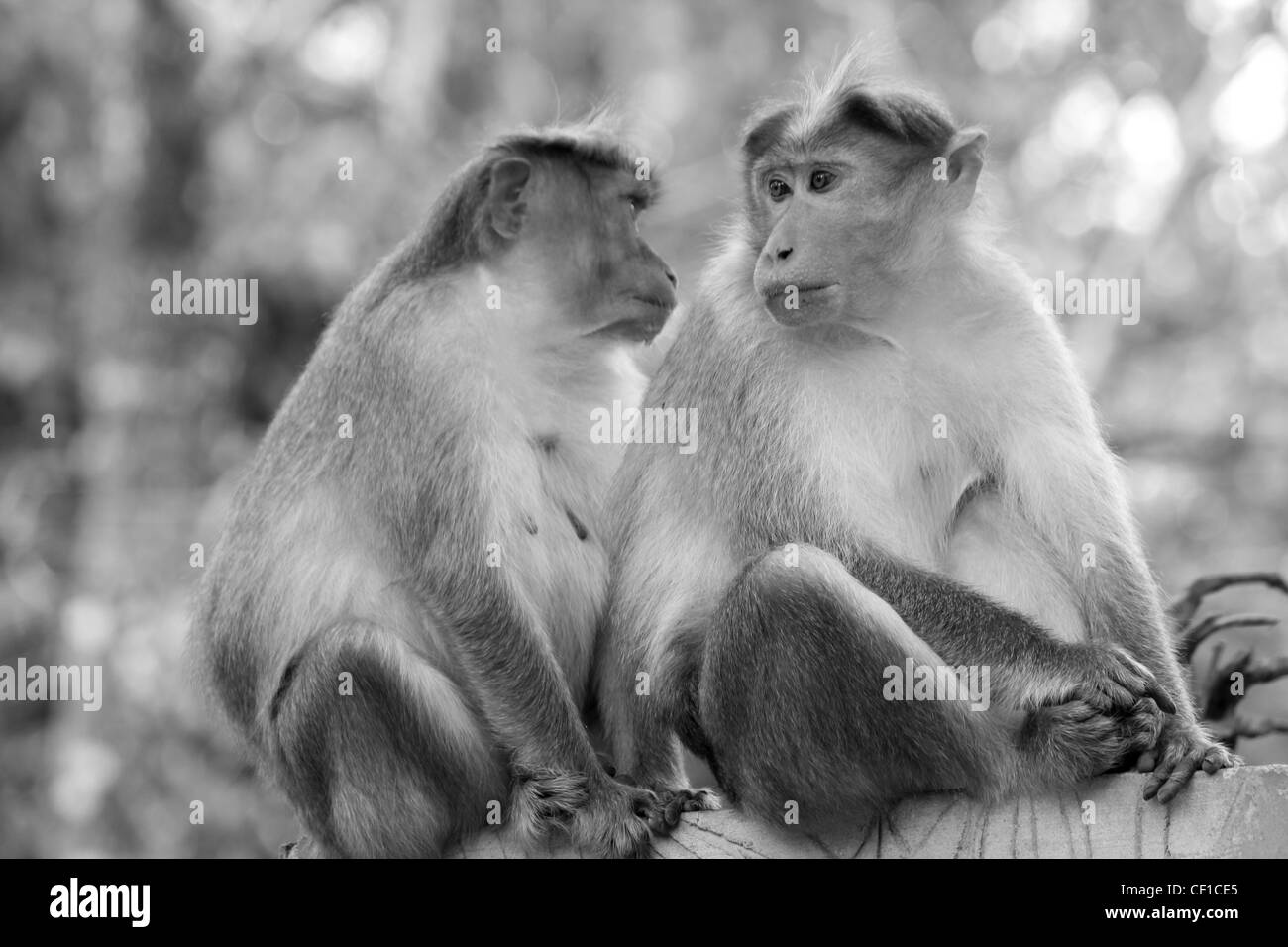 Zwei indische (Rhesus-Makaken) Affen; schwarz / weiß Stockfoto
