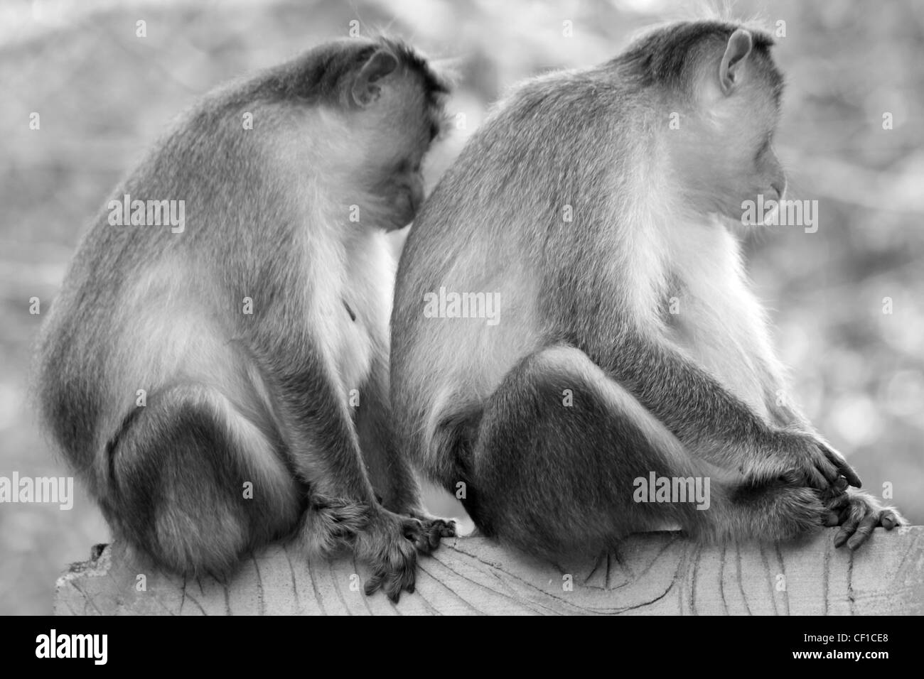 Zwei indische (Rhesus-Makaken) Affen; schwarz / weiß Stockfoto