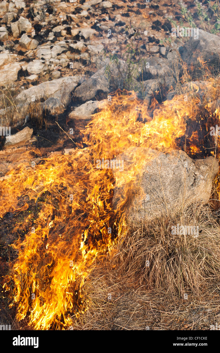 Bush fire Flammen in der indischen Landschaft. Andhra Pradesh, Indien Stockfoto