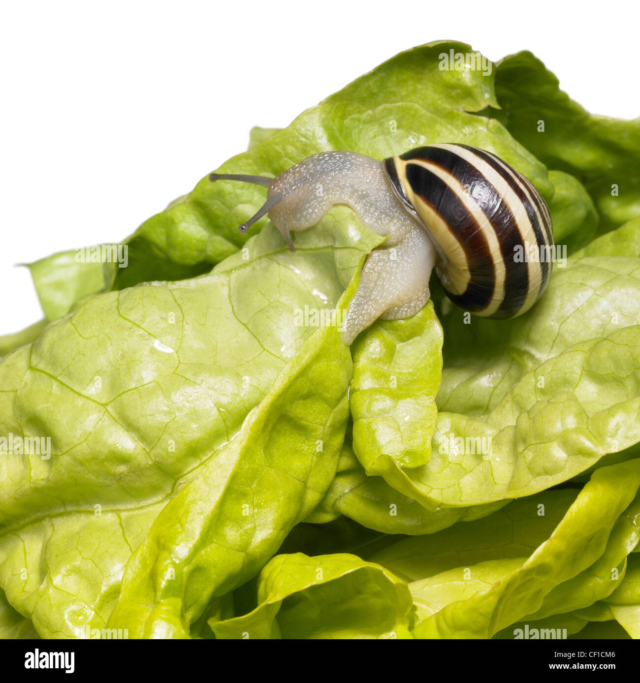 Studiofotografie einer Grove Schnecke auf frischem grünen Salat Stockfoto