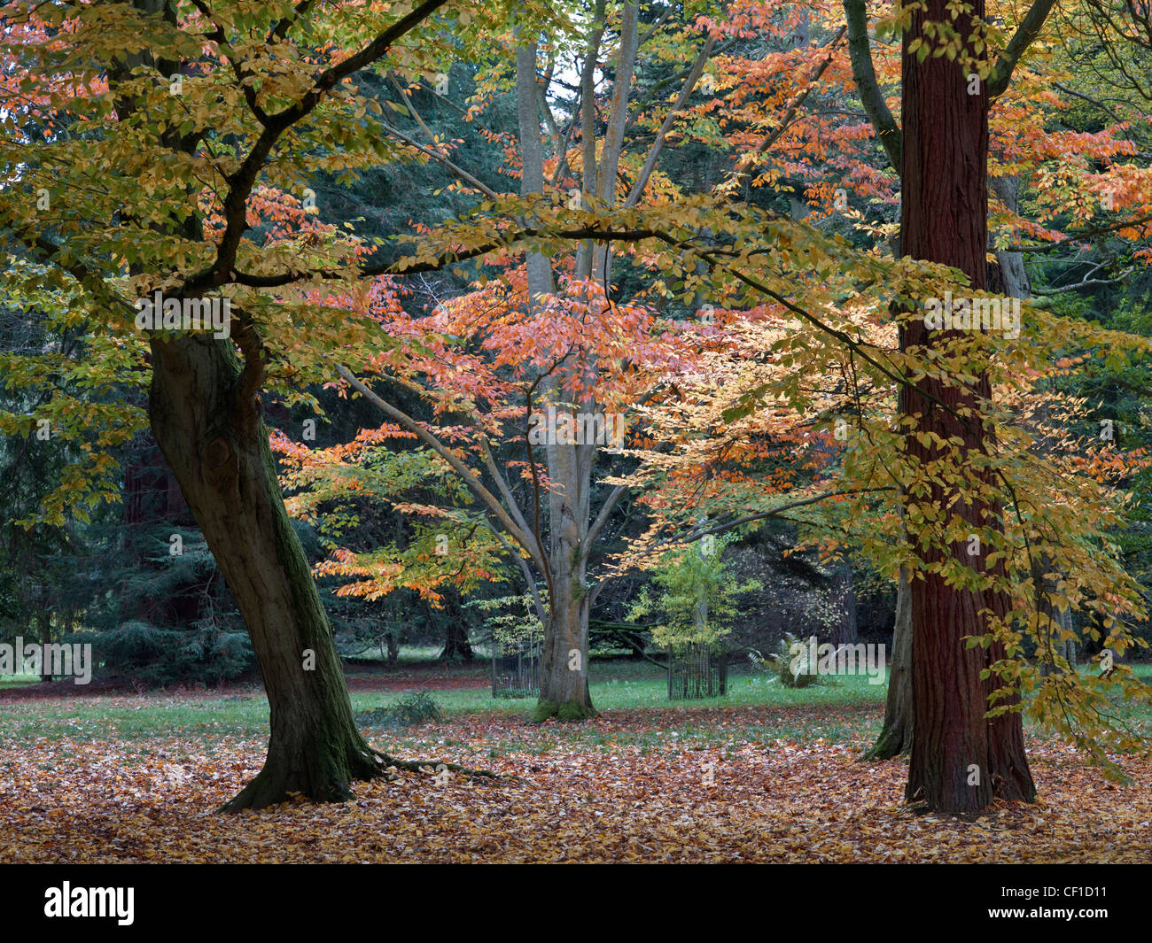 Herbstfärbung im Westonbirt, The National Arboretum ausgestellt. Stockfoto