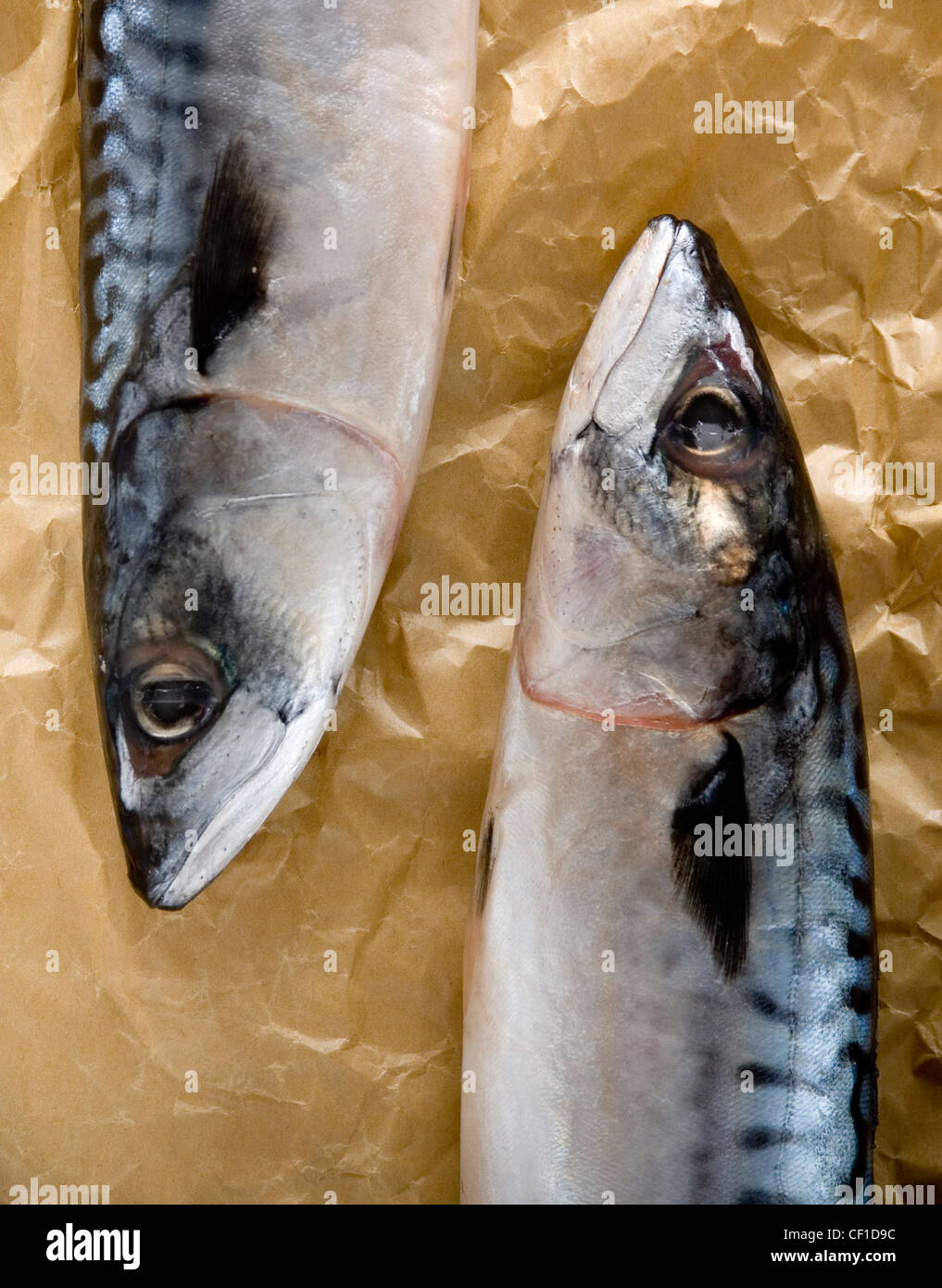 Eine Nahaufnahme von zwei ganze Makrele fischen, zerknittertes Papier braun Stockfoto