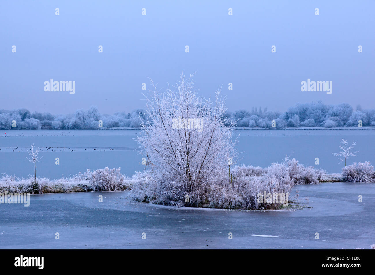 Starkem Frost an den Bäumen, einem zugefrorenen See in die Cotswold Water Park. Stockfoto