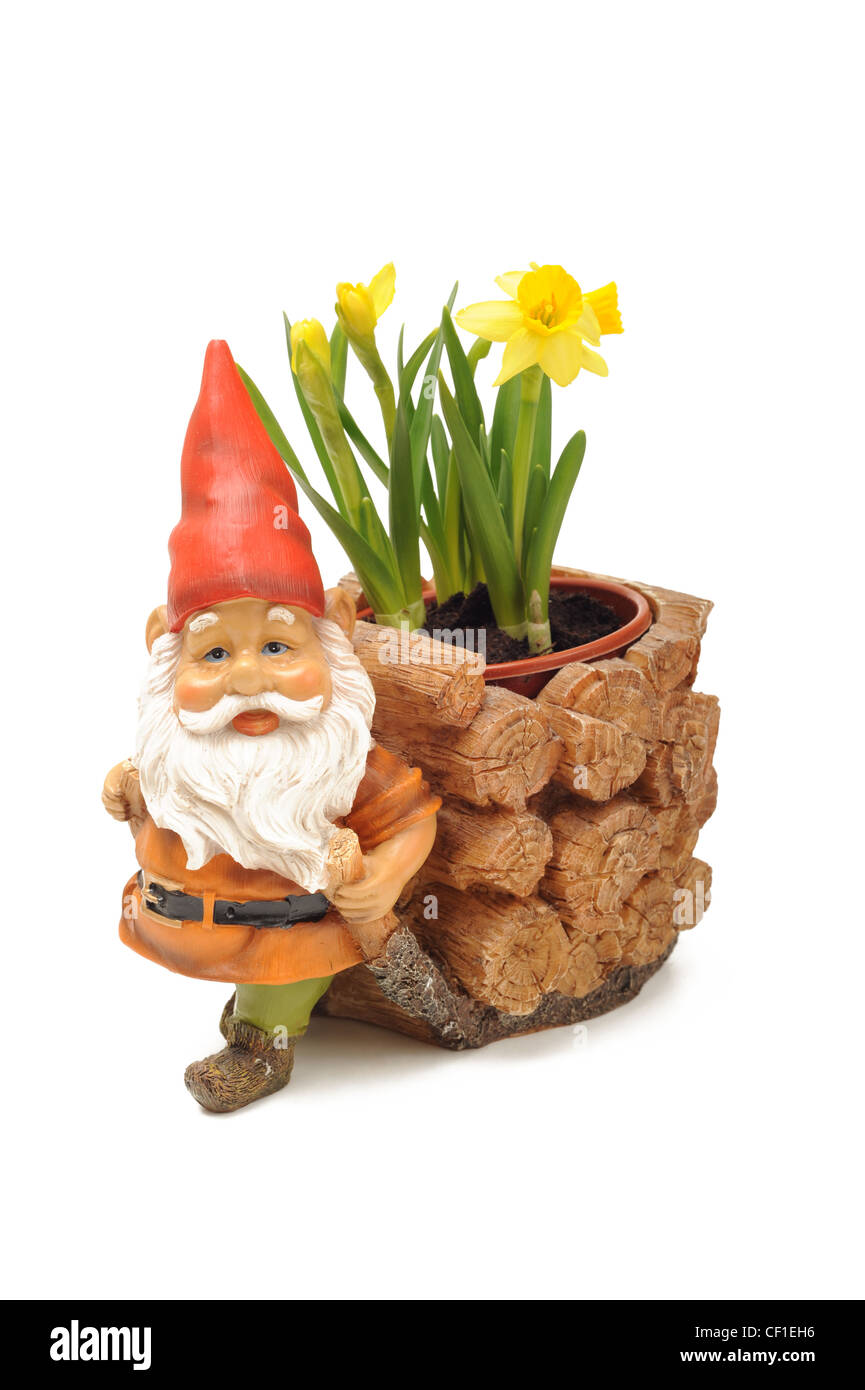 Foto von einem Gartenzwerg Pflanzenhalter mit Narzissen Stockfoto