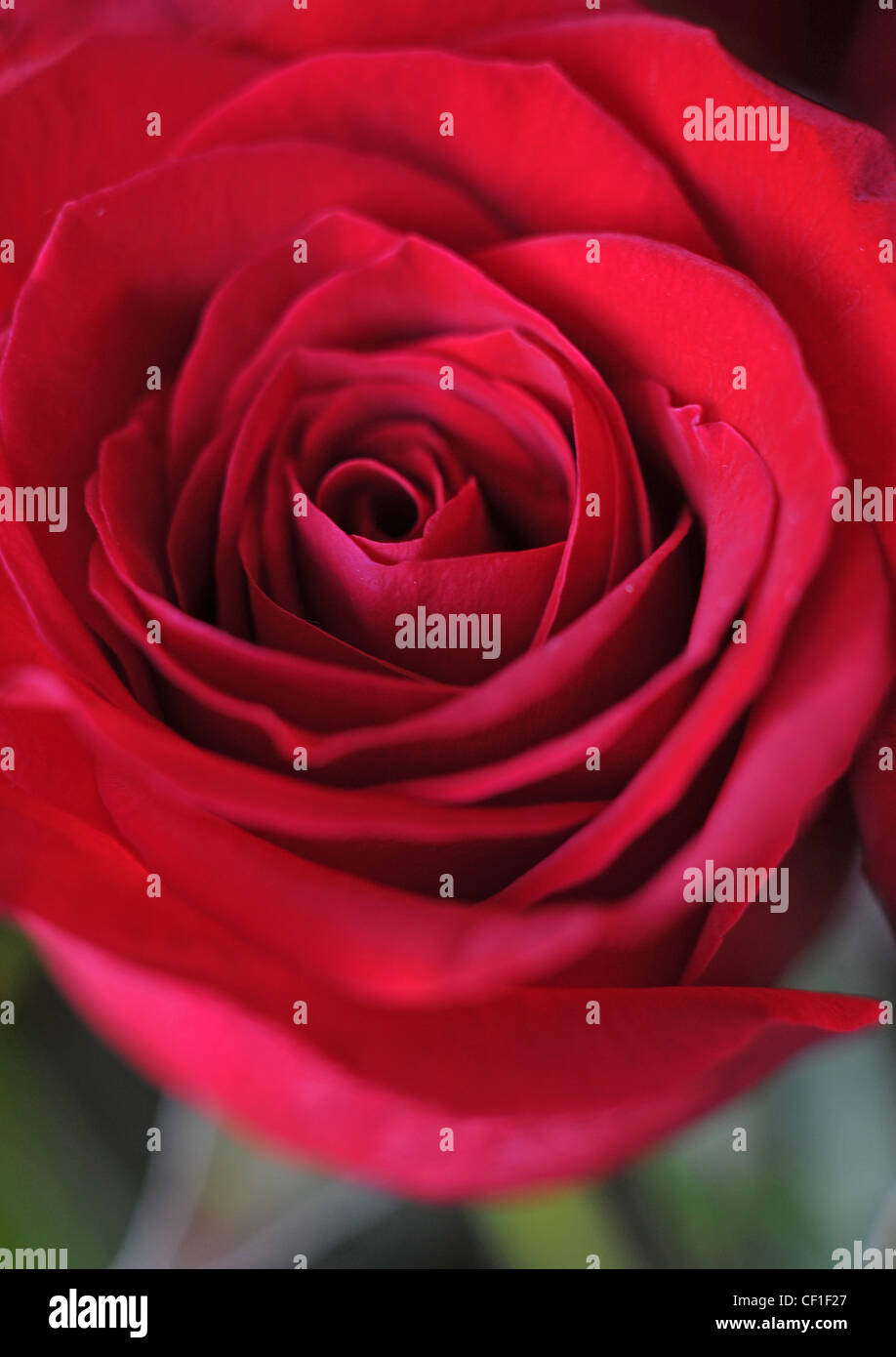 Ein Detailbild einer roten rose Knospe Stockfoto