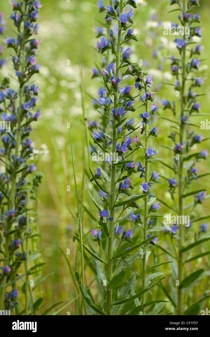 lila Blume (Echium Vulgare) auf der grünen Wiese Stockfoto