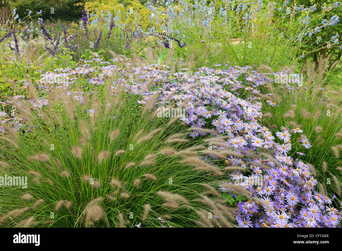 Lampenputzergras und Aster im Herbst. Stockfoto