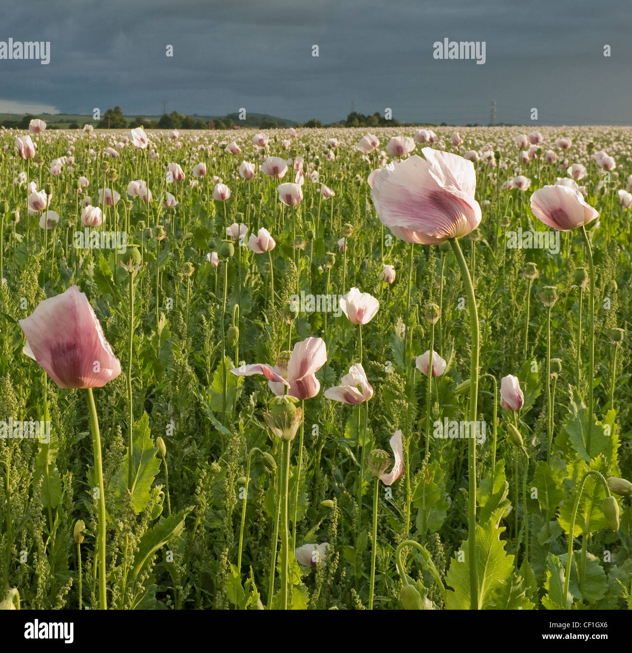 Rosa Mohn im Feld mit Regenwolken in der Ferne Stockfoto