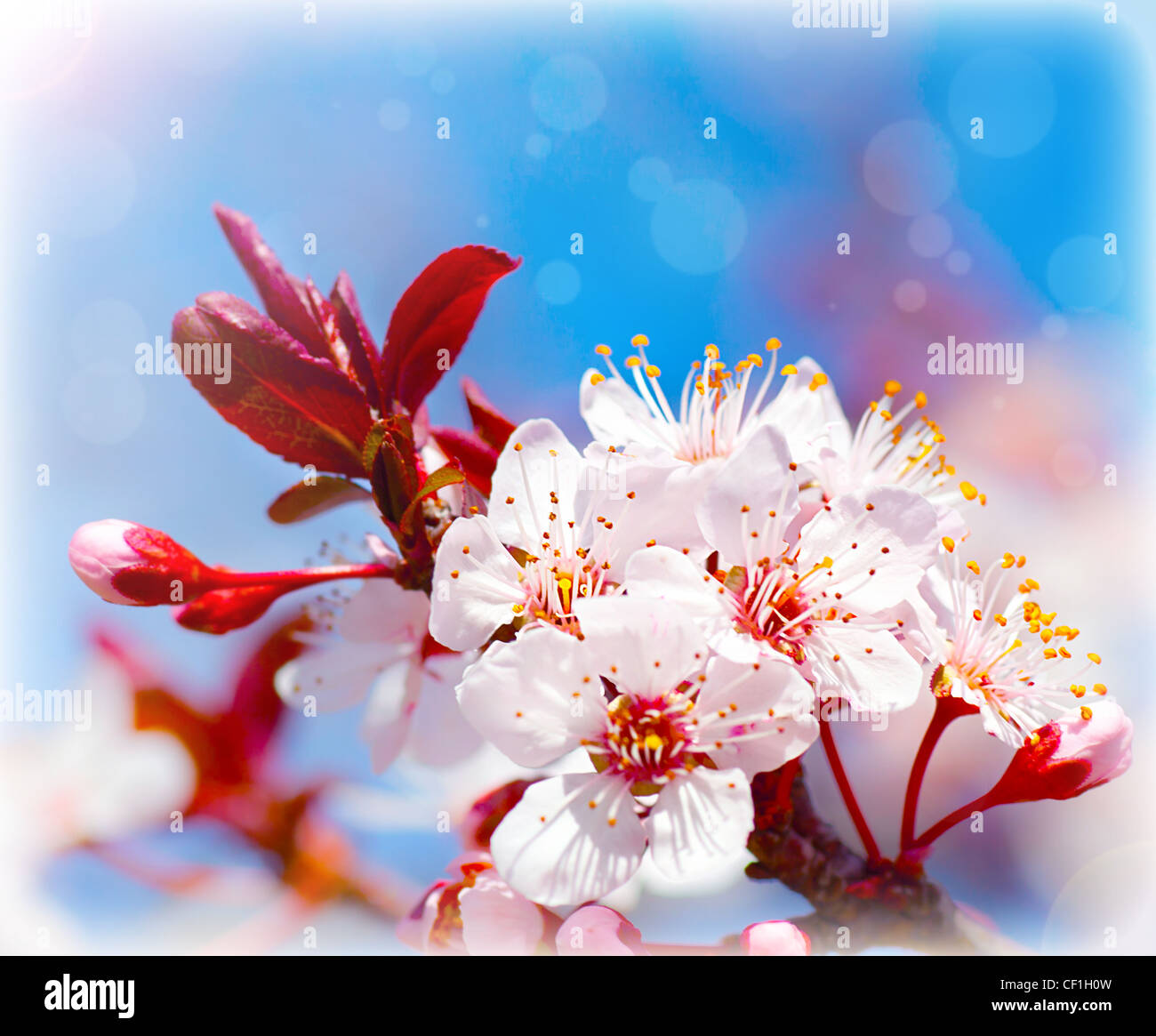 Blühender Baum im Frühling, frische weiße Blumen auf dem Zweig der Obstbaum Pflanzen blühen abstrakten Hintergrund, Saisonalität Stockfoto
