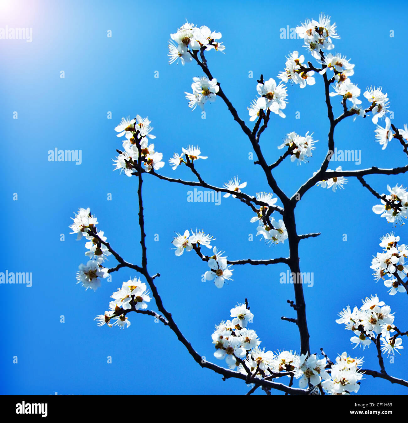 Blühender Baum im Frühling, frischen weißen Blüten auf dem Zweig der Obstbaum in blauer Himmel, Pflanze blühen abstrakten floralen Hintergrund Stockfoto