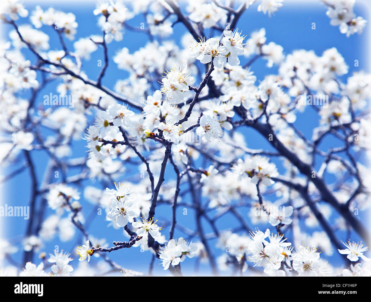 Abstrakte Blumen Hintergrund, blühender Baum im Frühjahr, frische weiße Blumen auf dem Zweig der Obstbaum, Pflanzen blühen, saisonale Stockfoto