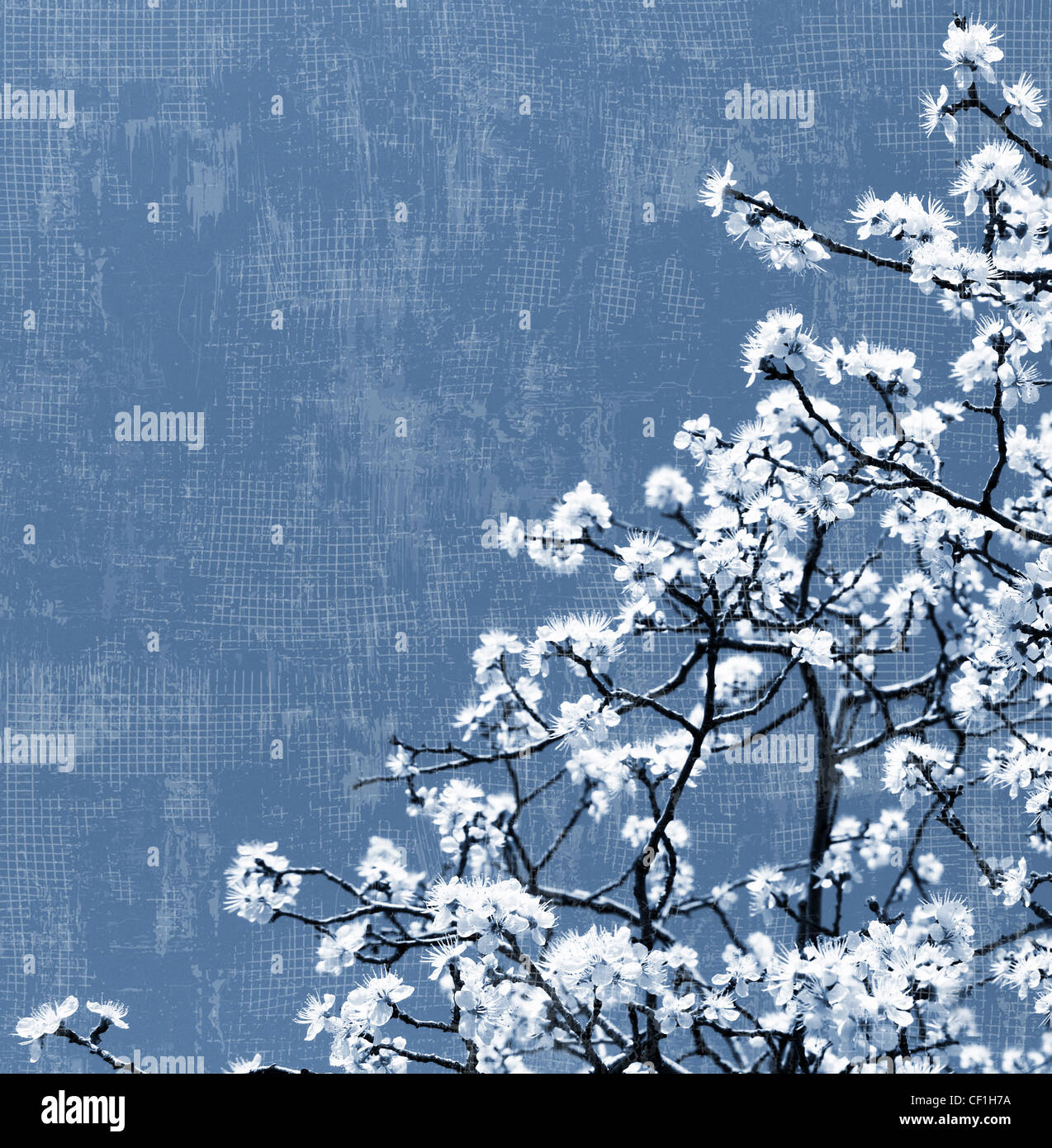 Blühenden Frühling Baum Hintergrund, weiße Blüten über blauer Himmel, strukturiert Stockfoto
